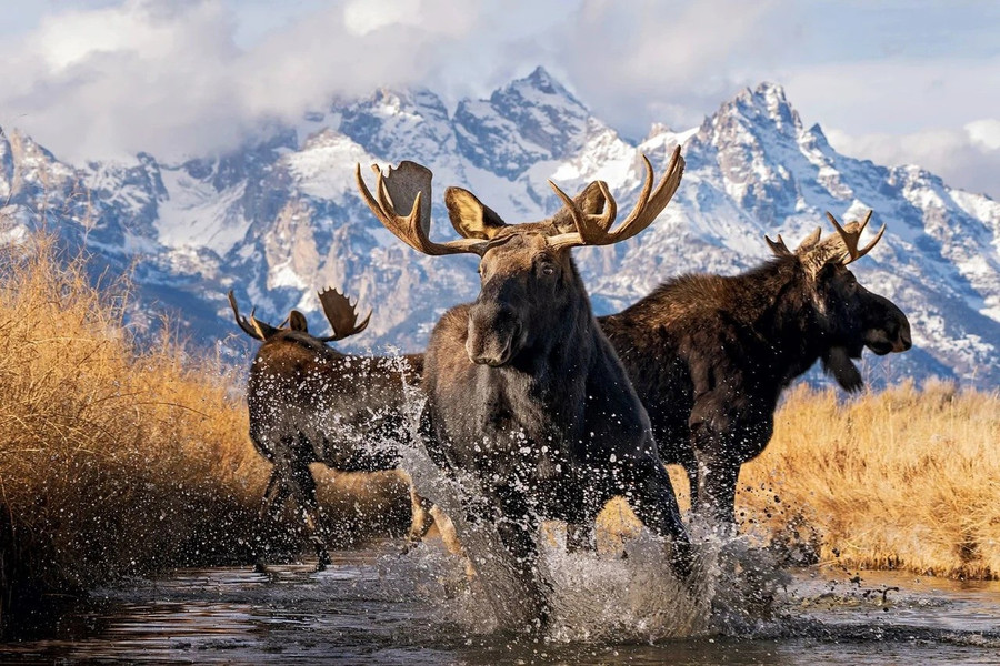 Ảnh chụp 3 con nai sừng tấm đực ở Wyoming của Deena Sveinsson. buc-anh-cao-bac-cuc-xanh-dep-nhu-co-tich-gay-sot-cuoc-thi-anh-2025-2.jpg