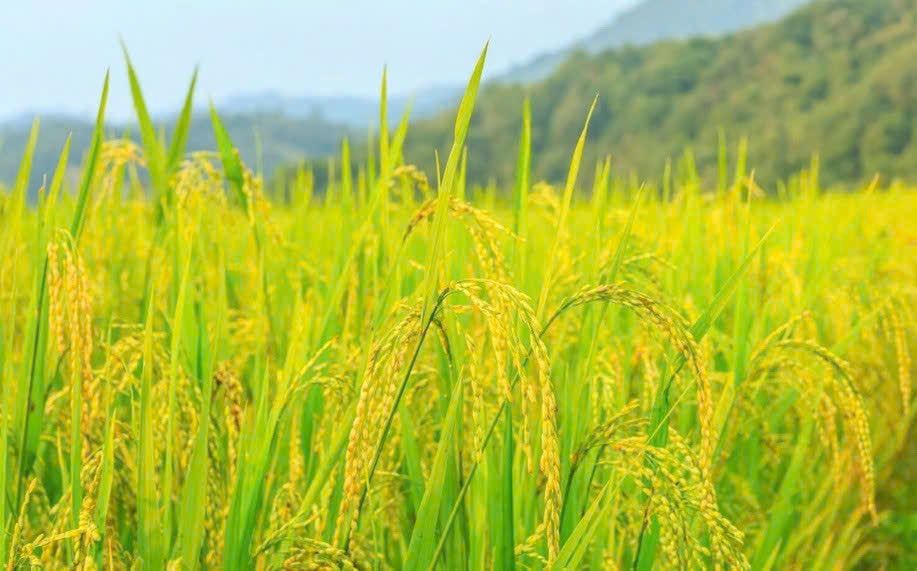 Giá lúa gạo hôm nay 8/1: Gạo giảm nhẹ, phụ phẩm tiếp đà tăng