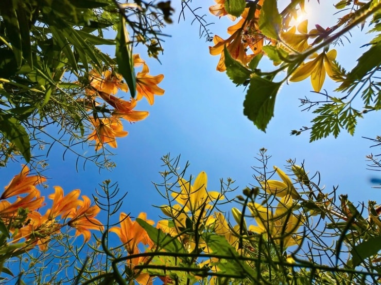 Cánh đồng hoa ly nhuộm vàng ven sông Kinh Thầy - 4