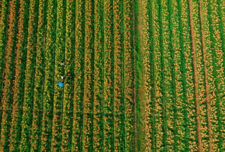 Cánh đồng hoa ly nhuộm vàng ven sông Kinh Thầy - 1