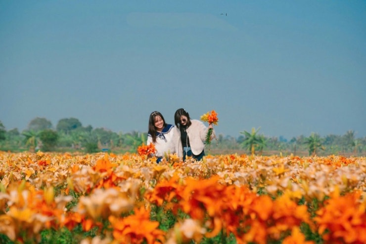 Cánh đồng hoa ly nhuộm vàng ven sông Kinh Thầy - 6
