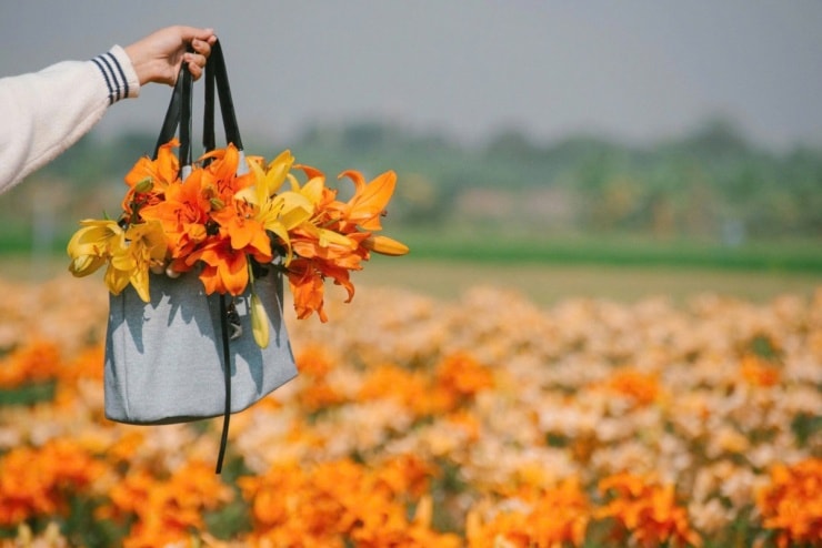 Cánh đồng hoa ly nhuộm vàng ven sông Kinh Thầy - 3