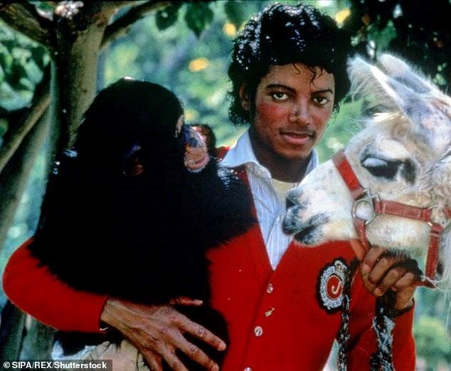 Con tinh tinh có cuộc đời xa hoa nhất thế giới, từng theo Michael Jackson tiệc tùng thâu đêm, hiện tại khiến ai cũng sững sờ - ảnh 3