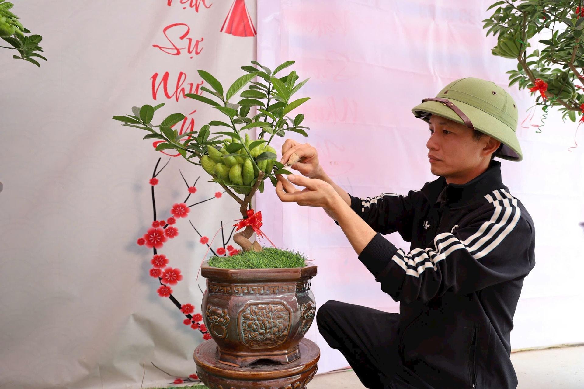 Cây phật thủ mini ghócó gốc 3 năm tuổi vừa già nua vừa mềm mại. Ảnh: Nguyễn Mai