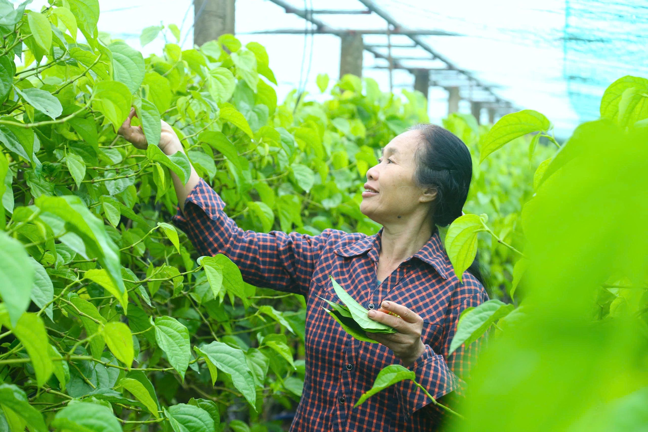 AnhVườn trầu không của gia đình bà Hoa rộng khoảng 15.000m2 với hàng trăm gốc trầu.