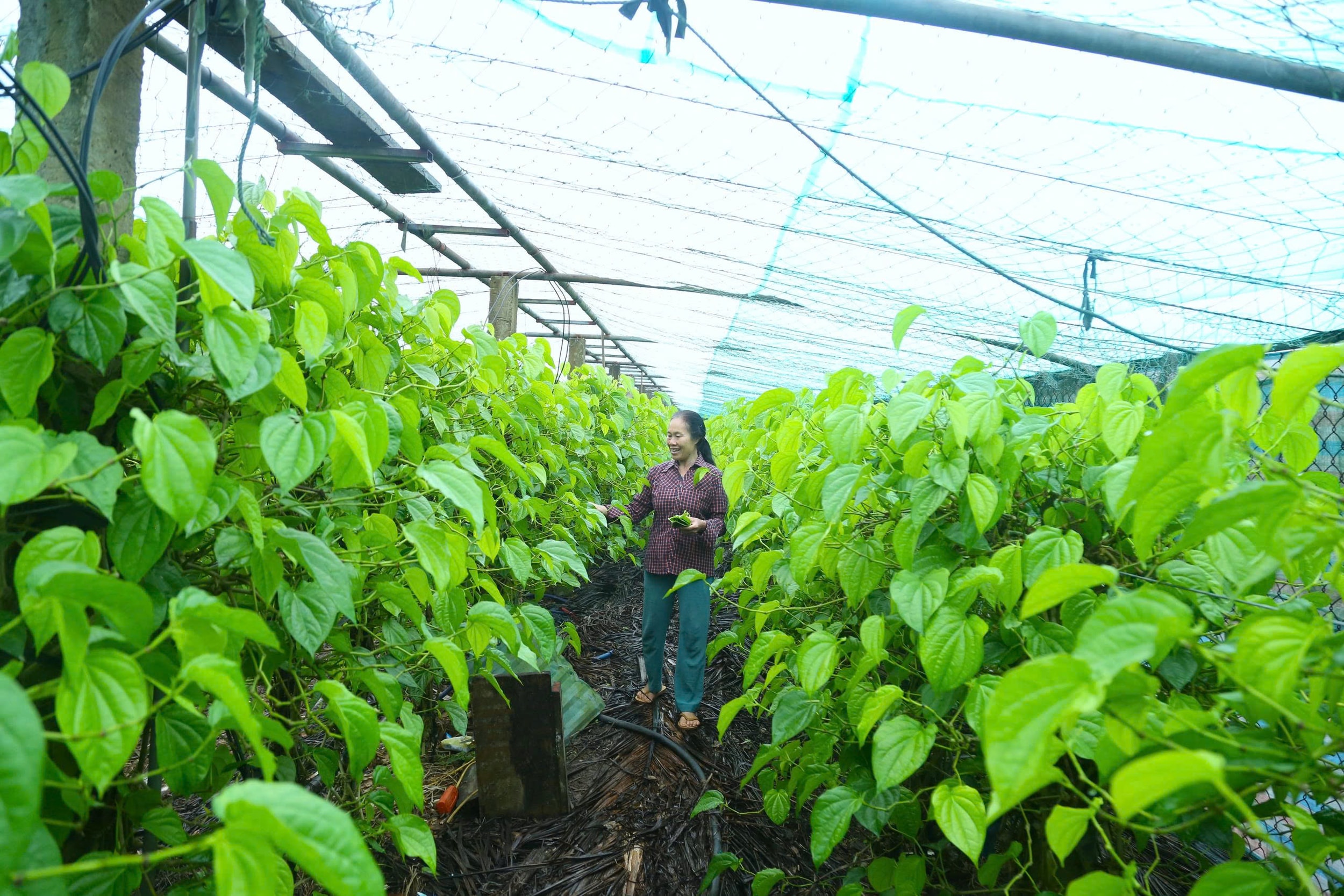 Anh 1 Trầu không là loại cây “dễ mà khó”, dễ vì sống khỏe, cho lá quanh năm nhưng khó vì đòi hỏi chăm sóc tỉ mỉ.