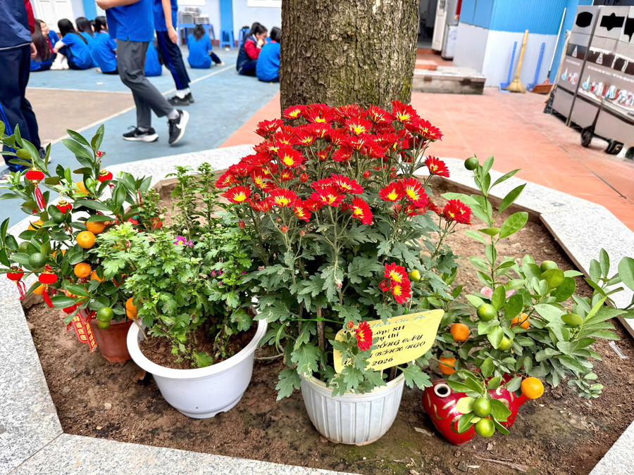 Gieo những mầm xanh trong không gian trường lớp là điều học sinh nên làm. c3.jpg