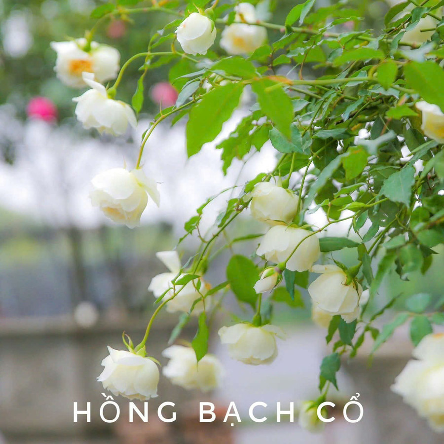 Hoa hồng bạch được trồng trong khuôn viên Trường THCS Tây Mỗ 3. 3a7bed06-dcd6-4f80-8b17-8358f1d0b72d.jpg