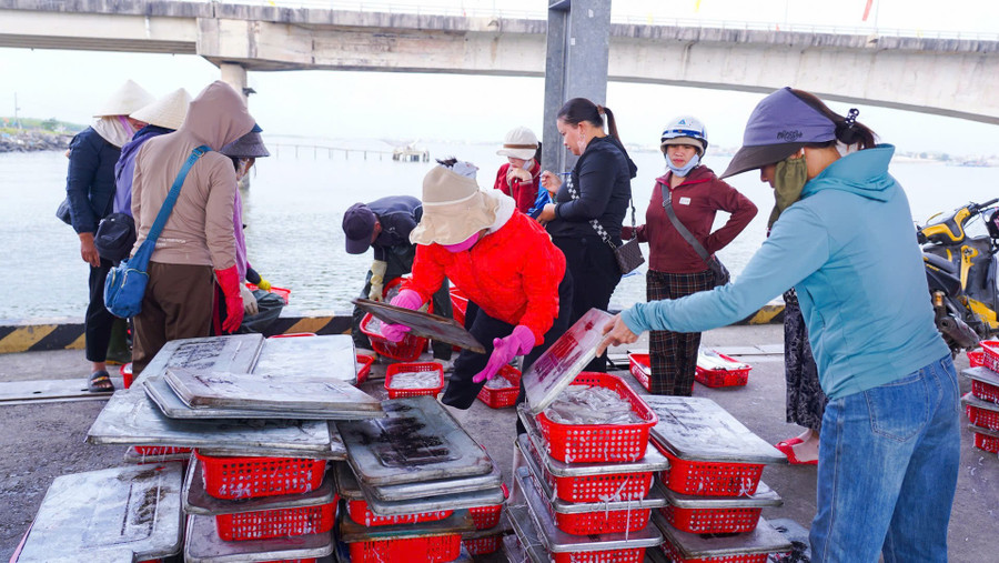 'Lộc' từ biển do tàu anh Hồ Văn Quốc đánh bắt được sau 4 ngày ra khơi. quang-tri-ngu-dan-ra-khoi-don-loc-bien-2.jpg