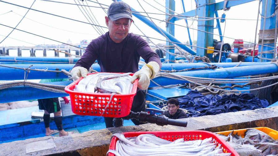 Những mẻ cá, mực tươi được vận chuyển từ thuyền đánh cá sau chuyến đi biển đầu Xuân.