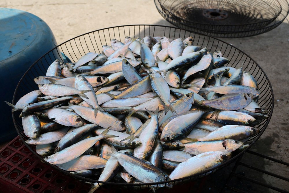Mùa cá trích nướng tạo “cơn sốt” hút khách ven biển - ảnh 1