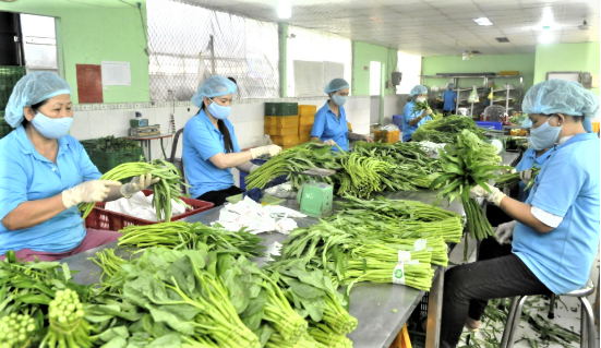 Xuất khẩu rau quả quý I/2026 bứt phá, đa dạng hóa thị trường rõ nét