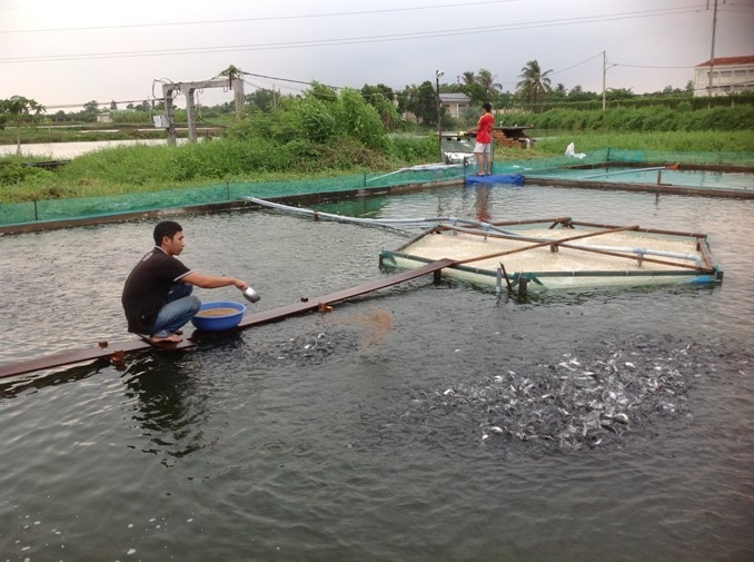 TP. Cần Thơ phát triển nuôi trồng thủy sản bền vững