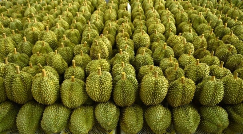 Ngành sầu riêng Việt Nam nâng chất tăng trưởng, củng cố xuất khẩu bền vững