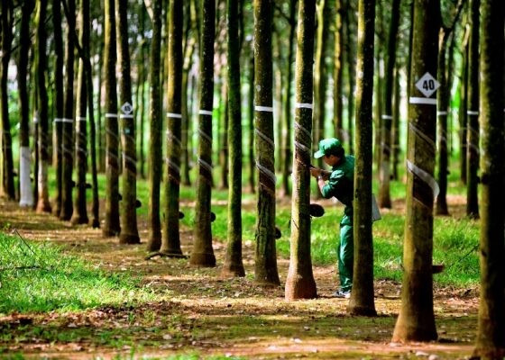 hoang-cong-hung-02-cong-nhan-va-rung-cay-560x400.jpg