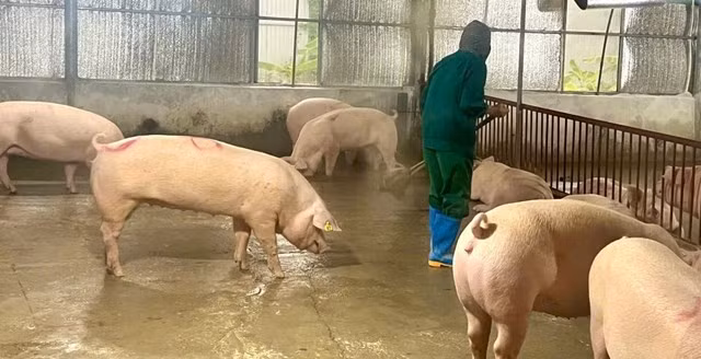 Mô hình chăn nuôi lợn an toàn sinh học của ông Nguyễn Văn Toàn (xã Hy Cương, Phú Thọ) mang lại hiệu quả kinh tế cao. mo-hinh-chan-nuoi-lon-an-toan-sinh-hoc-cua-lao-nong-nguyen-van-toan-mang-ve-doanh-thu-gan-20-ty-moi-nam-tao-viec-lam-cho-nhieu-lao-dong-dia-phuong.jpg