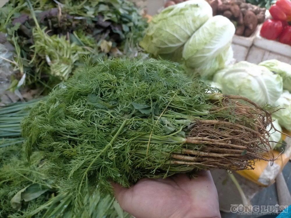 Giá rau tăng cao là tình trạng chung của thị trường nên người bán lẻ tại chợ cũng không thu được nhiều lợi nhuận. Riêng rau thì là và rau mùi đang có giá tăng cao nhất, nguồn hàng cũng đang khan hiếm. clo_br_z8246455215462-4d0f8db98673636983abcd2948a74d54.jpg
