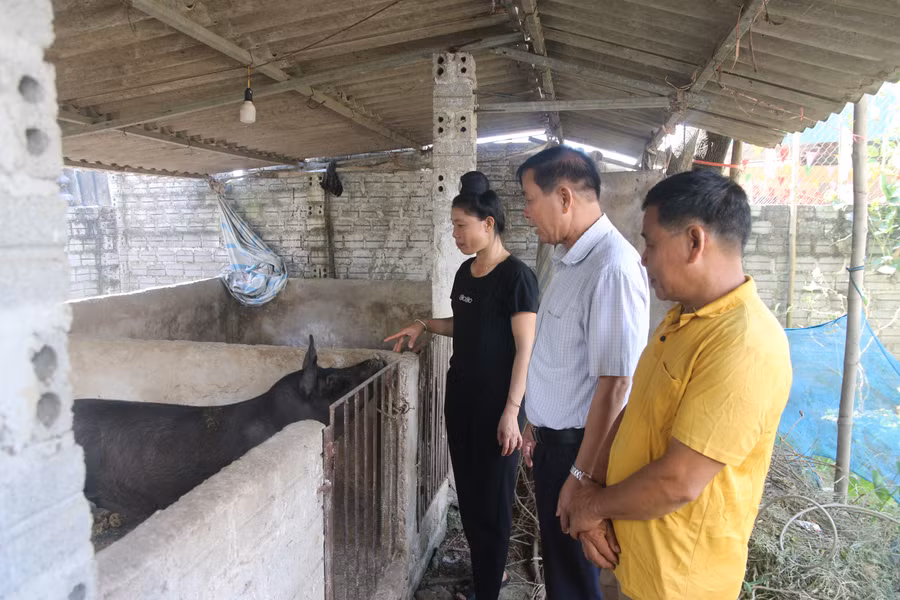 Các hộ dân ở bản Bông, xã Thanh An tham quan mô hình chăn nuôi lợn.